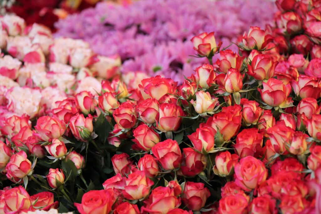 Bundles of multicolored roses for sale