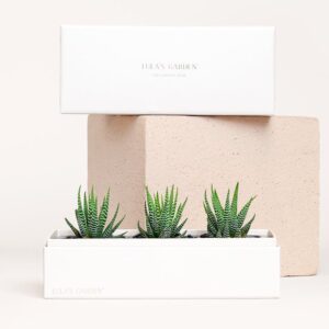 Gift box with three zebra plants