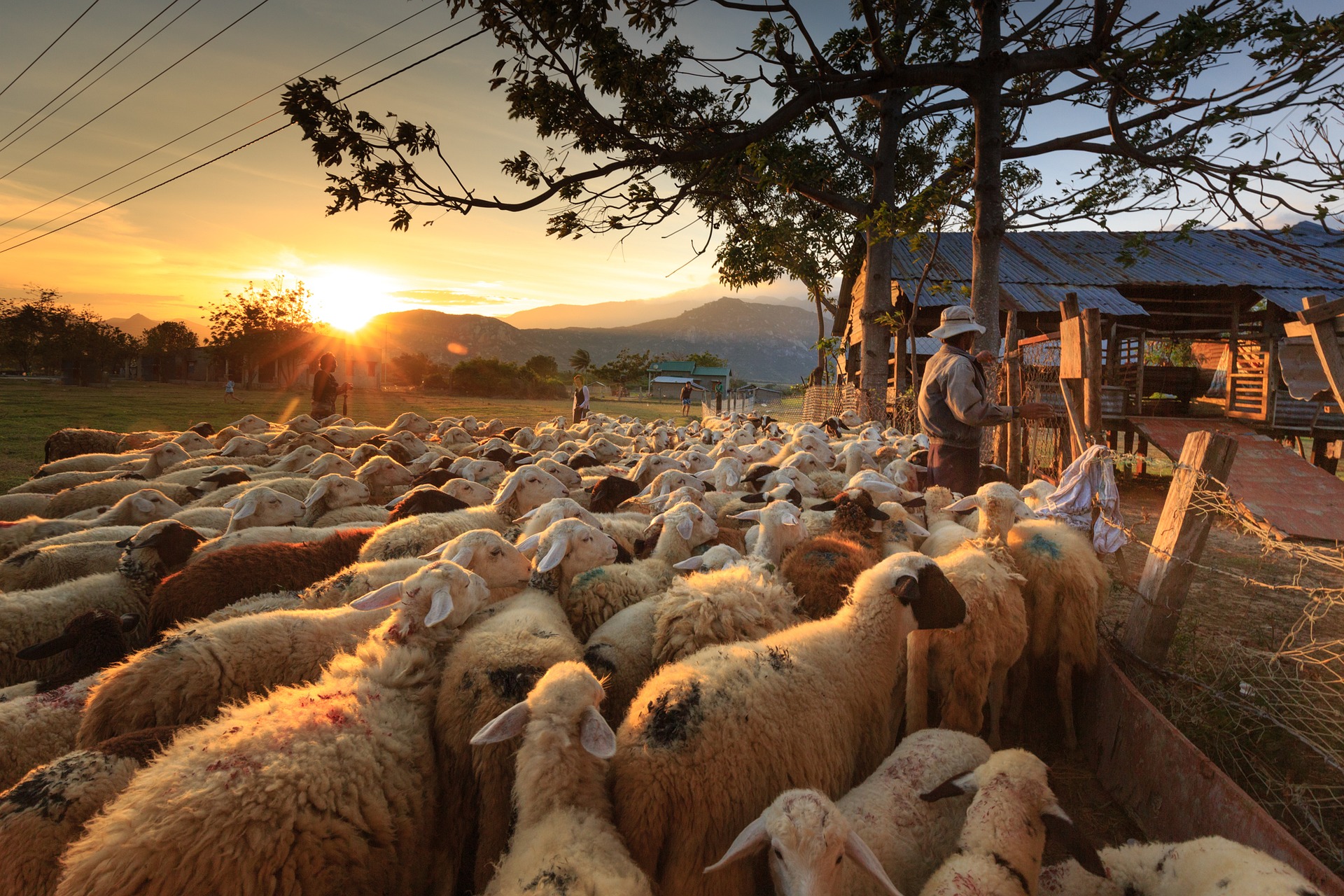 Herd of sheep on a farm at sunset