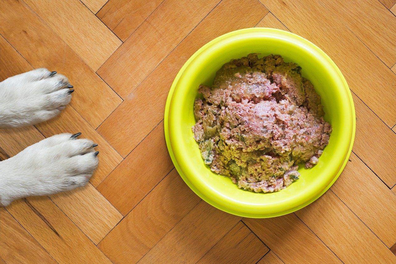 dog food in green bowl, paws