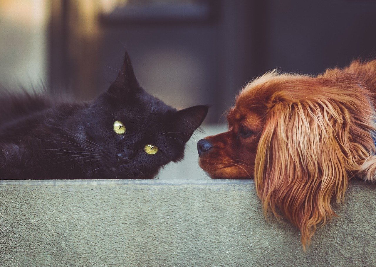 black cat and cocker spaniel face to face