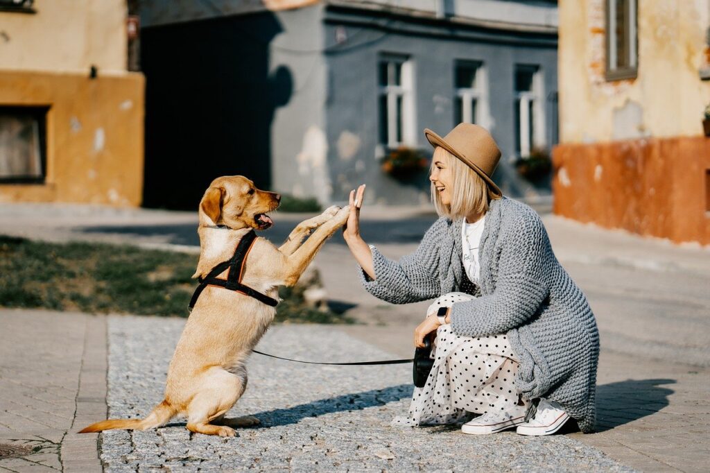 woman giving her Labrador a high five