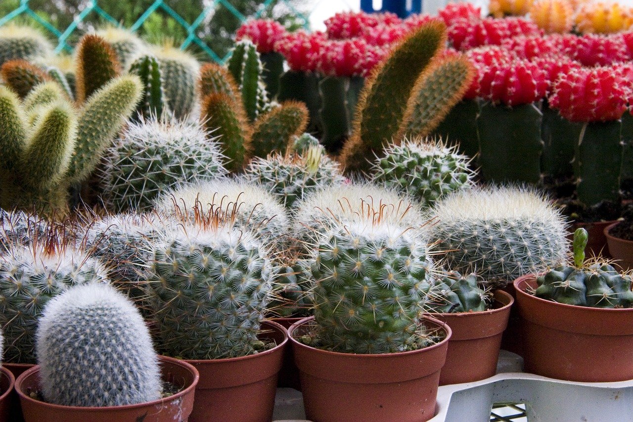 little cactus in plastic pots