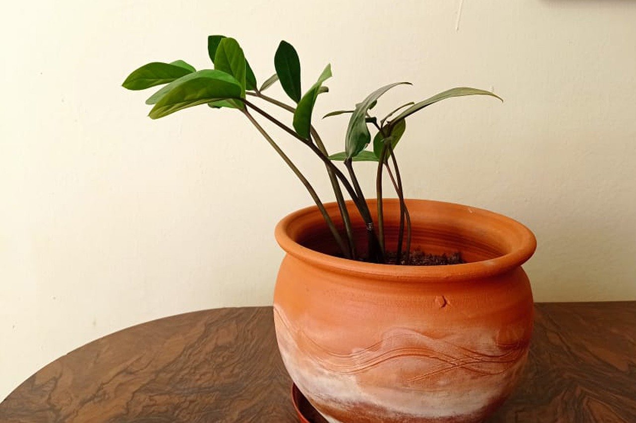 house plant in ceramic pot