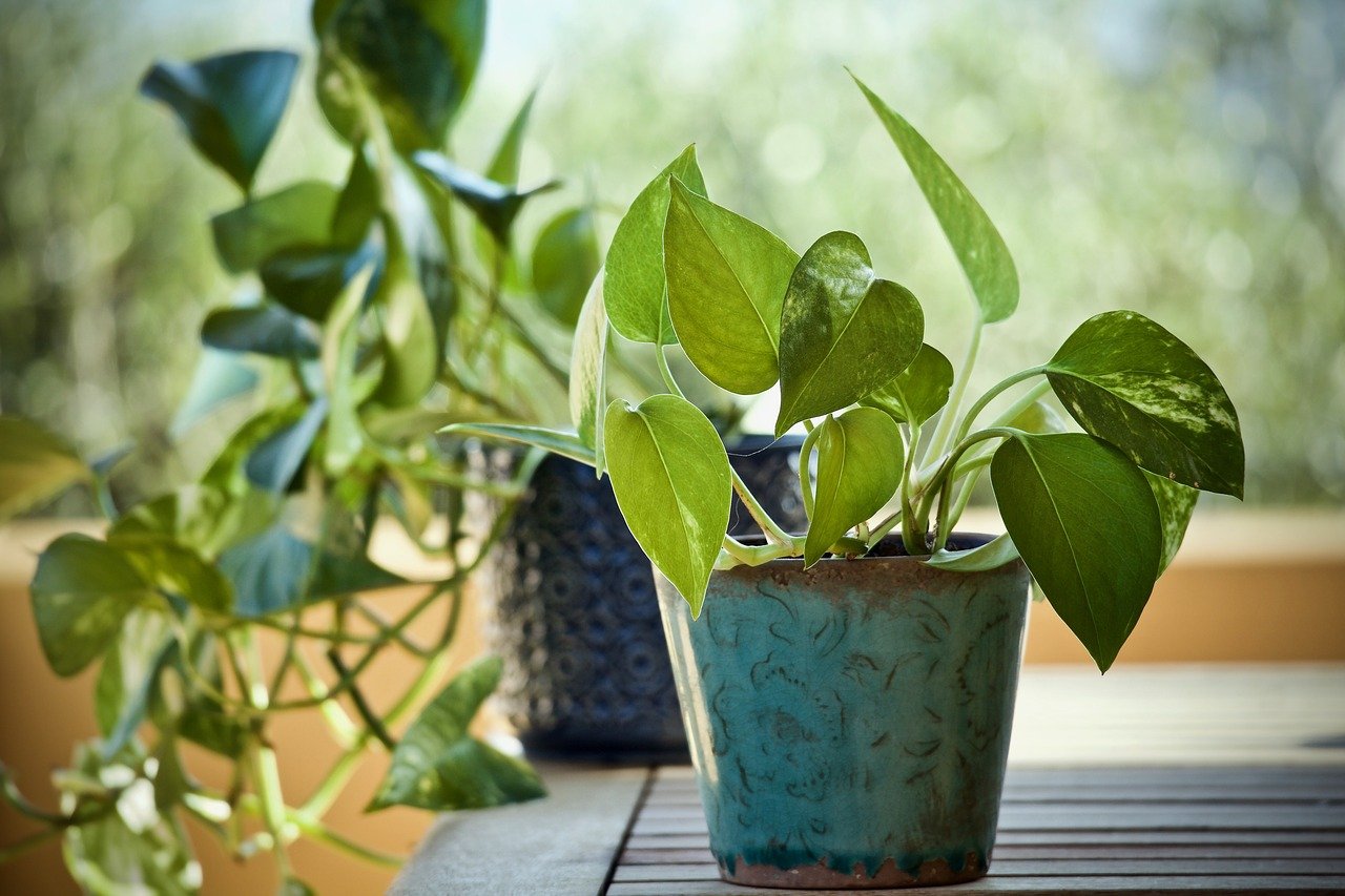 indoor plant in blue ceramic pot