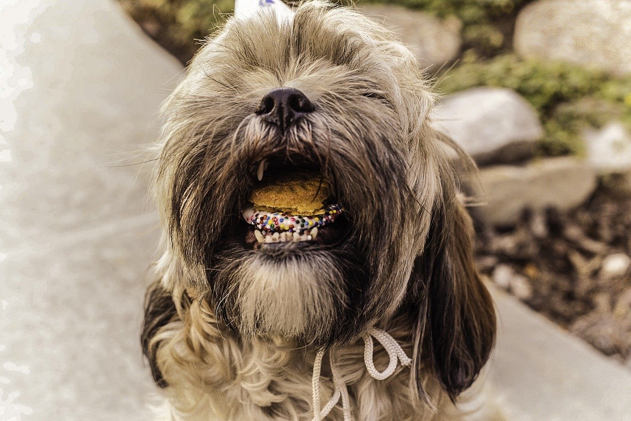 Shihtzu dog eating cookie