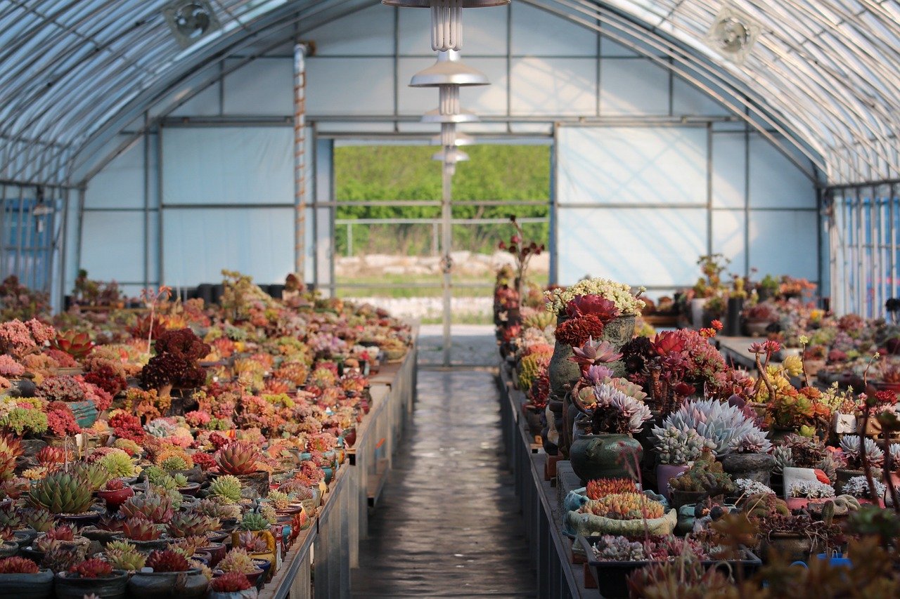 greenhouse filled with succulents 