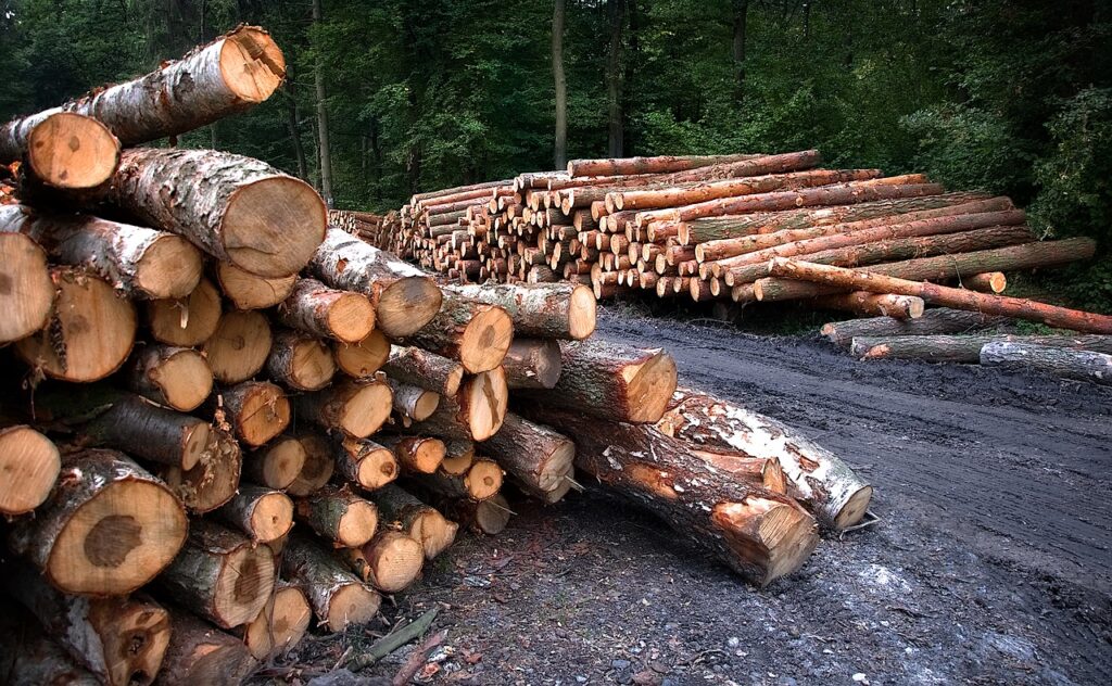 logged trees stacked up in piles