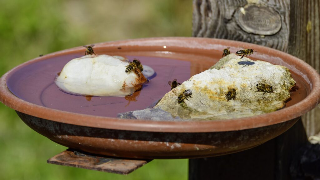 bees drinking water