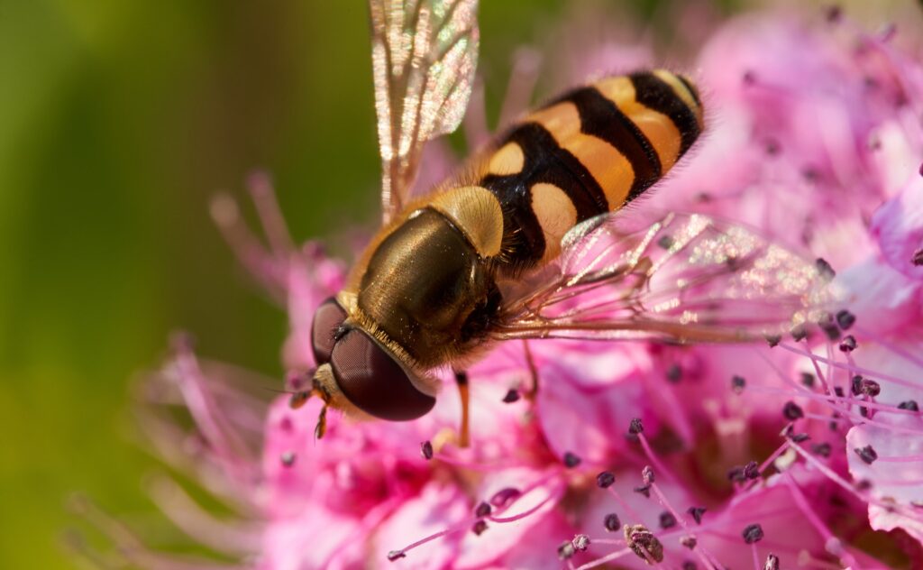 bee on flower