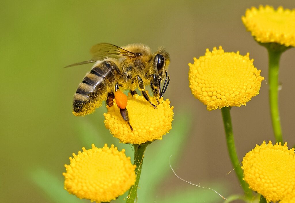 bee pollinating a yellow flower