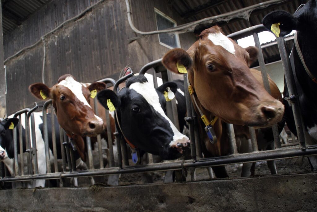 cows in industrial farm cages