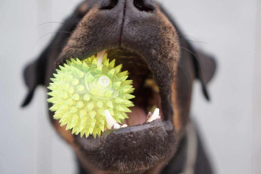 rottweiler chewing on toy